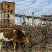 Oil-extraction plant in Ochamchire city