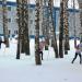 Берёзовая роща в городе Саранск
