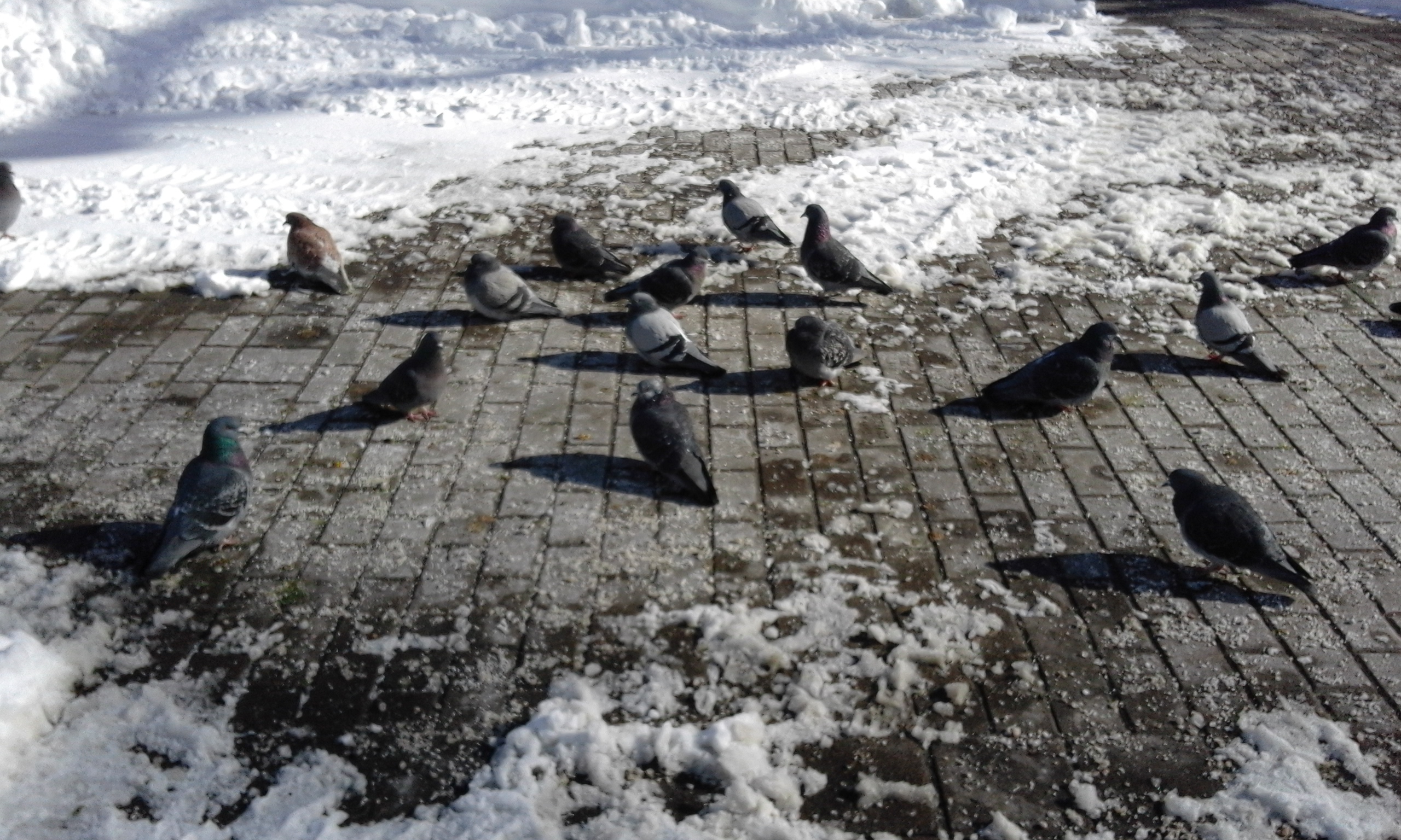 Victoria Park and Statue of Robbie Burns Halifax