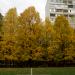 Территория школы № 829 в городе Москва