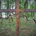 Old orthodox cemetery in Narewka