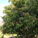 G. Daniel Mavilai Imam Pesant Mango Garden