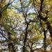 Meadow “Slaveykov’s oaks” in Sofia city