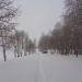 Тополиная роща в городе Череповец