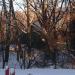 Тропаревское лесничество в городе Москва