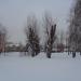 Тополиная аллея в городе Череповец