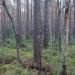 Eastern buffer zone of the Yuntolovsky nature reserve