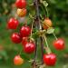 Forest Fringe Orchards (Winery - U-Pick)