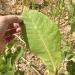 Tobacco plantations (Karsi-Kolkan valleys)