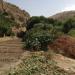 Tobacco plantations (Karsi-Kolkan valleys)