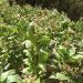 Tobacco plantations (Karsi-Kolkan valleys)