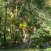 Centuries-old Plane Trees