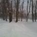 Аллея в городе Москва