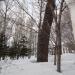 Чёрные тополя в городе Барнаул