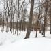 Владимирская, что при богадельне, церковь в городе Ржев