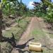 Kebun Pisang