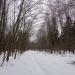 Сосновая роща в городе Череповец