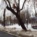 Дуб у Лукоморья в городе Саранск