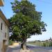 Magnolio Fonteta Sant Lluis (es) in Valencia city