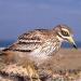 Faror Nature Conservation Park