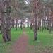 Лес в городе Каменское