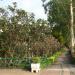 Wang Sam Sien in Pattaya City city