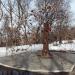 Дерево влюблённых (ru) in Penza city