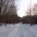 Роща в городе Череповец
