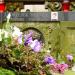 The grave of Anna Morozowicz in Warsaw city