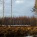 Вырубка в городе Череповец