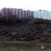 Роща в городе Череповец