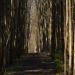 Shungerovsky forest-park
