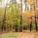 Ліс в місті Житомир