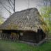Chlewik z Wichrowa in Opole city