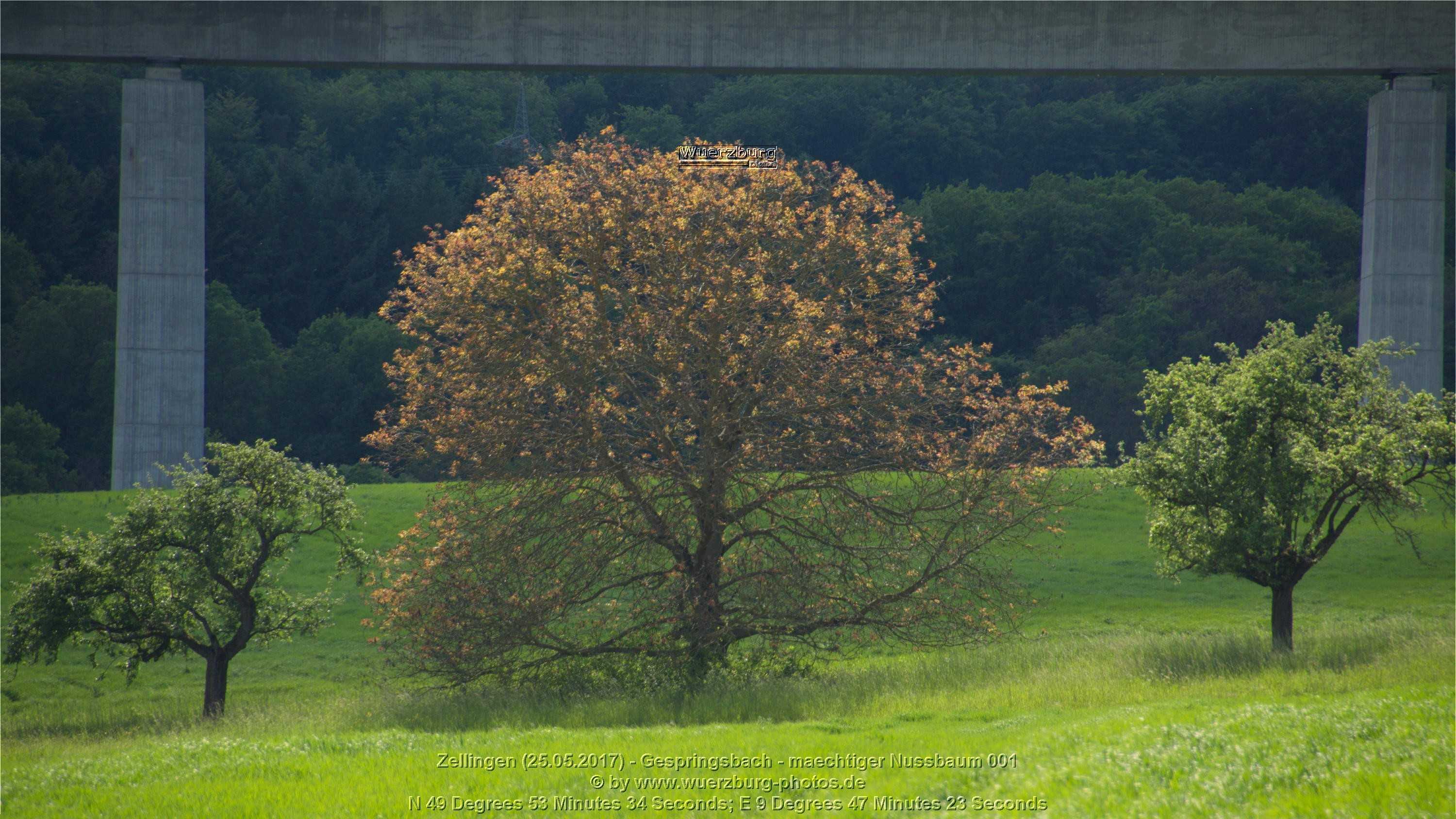 mächtiger Nußbaum