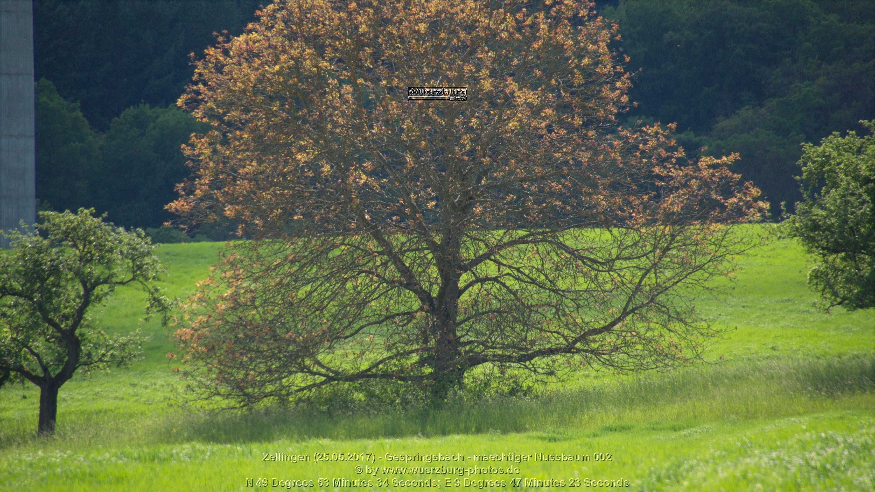 mächtiger Nußbaum