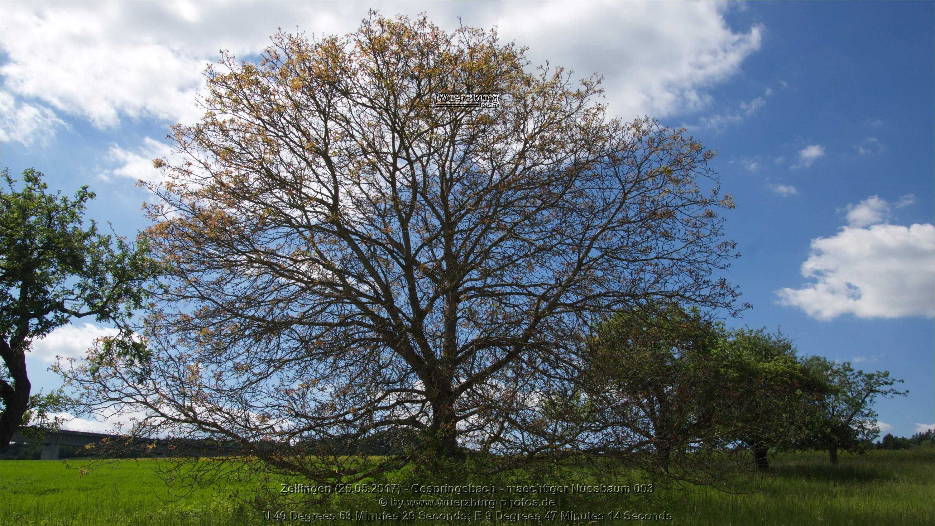 mächtiger Nußbaum