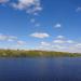 Тополиная роща в городе Череповец