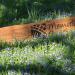 Respect Green Burial Park Laughton Lincolnshire