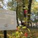 Дерево любви в городе Воронеж
