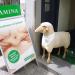Samina (en) in Stadt Luzern