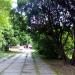 Аллея в городе Череповец