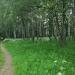 Роща в городе Тверь