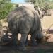 Rhino exhibit in Phoenix, Arizona city