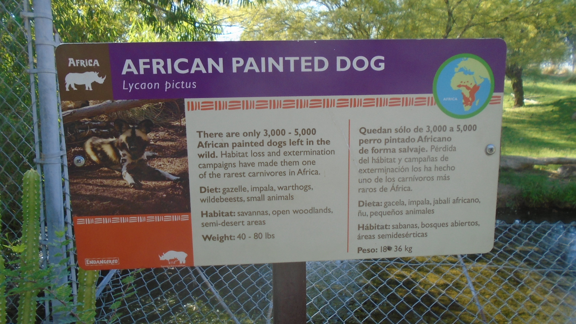 African Wild Dogs Phoenix, Arizona