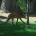 Maned Wolf exhibit in Phoenix, Arizona city