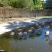 Flamingo pond in Phoenix, Arizona city