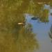 Wetlands Exhibit in Phoenix, Arizona city