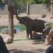 African Elephant exhibit in Phoenix, Arizona city