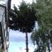 Сосна в городе Павловский Посад